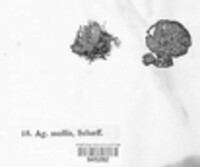 Crepidotus mollis image